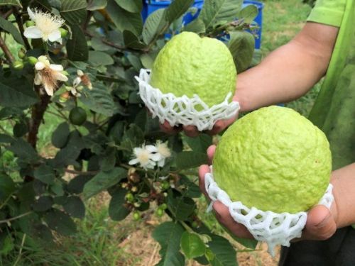 品嚐安全與美味的產銷履歷芭樂，支持永續農業與健康飲食