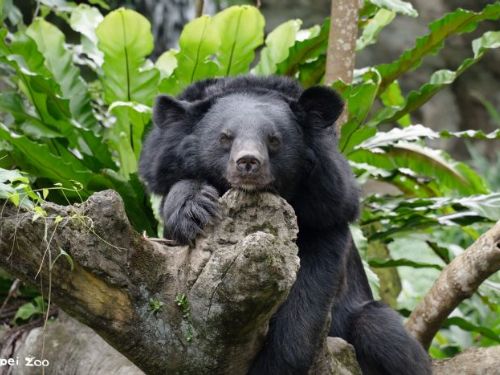 2025臺北動物園暑假營隊歡樂啟動！熱情邀請國小至高中生一起探索動物世界