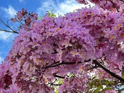 彰化迷人紅花風鈴木提早盛開  吸引目光