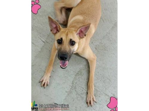 認養台北動物之家毛小孩，將享申請保險補助，每隻最高補助3000元