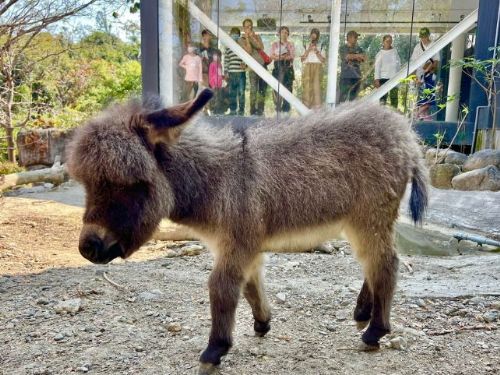 壽山動物園推「線上動物認養」 捐款助動物還送限量小鴨帆布包！