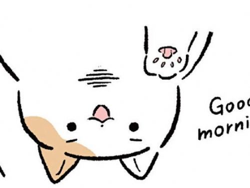 貓咪早晨叫不停的行為，是否能視為不理會？