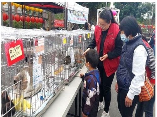 新北市動保處推廣寵物平安燈活動，為毛孩祈福迎新年