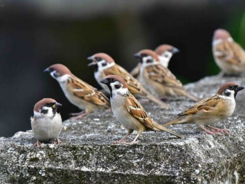 世界麻雀日：新北動保處呼籲從小行動開始，共同守護麻雀