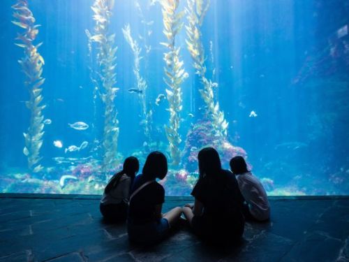 屏東海生館世界海洋日「魚樂無窮」熱鬧登場！首度開放ROV水下操作體驗，夜宿優惠邀您共赴奇幻藍海之旅