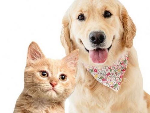 苗栗縣多元管道推動寵物認養，6愛心小站助毛孩找新家