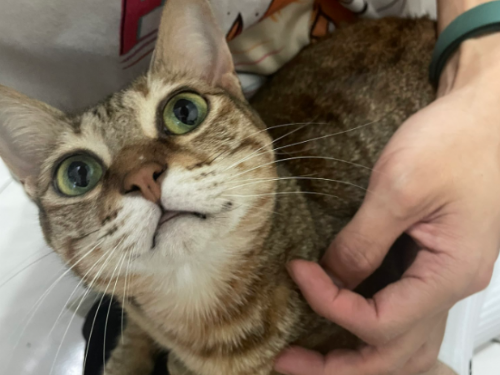 吸貓族群蓬勃發展！台灣寵物登記數持續攀升，貓咪成主流選擇