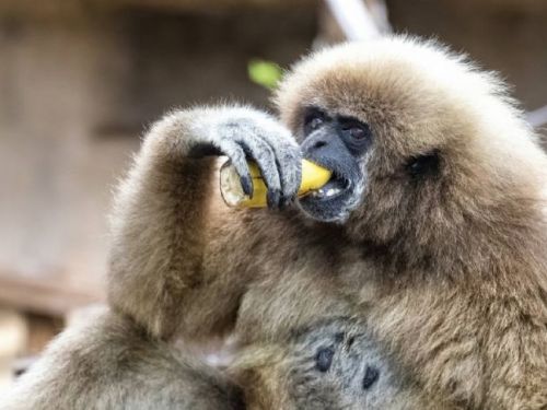 壽山動物園：多元食材提升動物福利