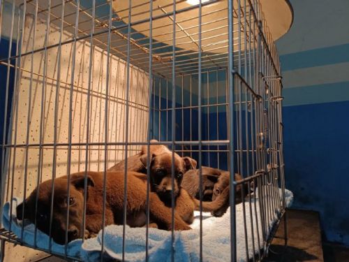 寒冬來襲，苗收加強犬隻照護與防寒措施，邀請民眾關懷支持