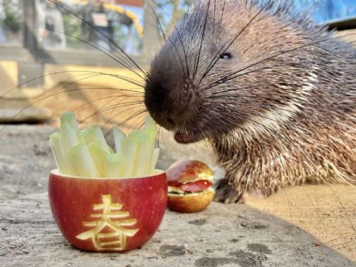 萬獸創意圍爐迎新春 壽山動物園加碼贈好禮