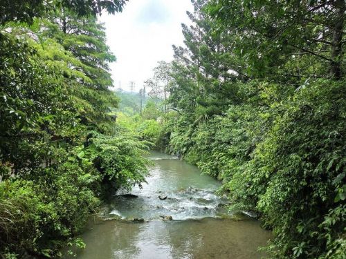落羽松轉色迎歲末　南港麗山農民廣場成台北最早感受冬意秘境