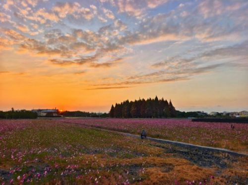 員林南區公園旁波斯菊盛開　粉色花海與落羽松同框宛如雜誌封面