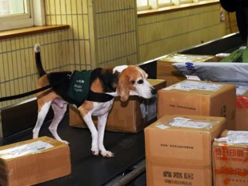 非洲豬瘟新變種入境台灣！ 政府啟動全面防疫，強化邊境檢查