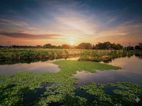 屏東植樹月推草鴞保育行動　萬年濕地種1,000株白茅草打造韌性森活