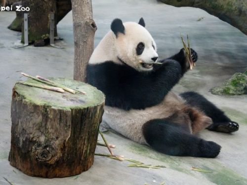 花蓮箭筍季節來臨，與大貓熊共享春日美味