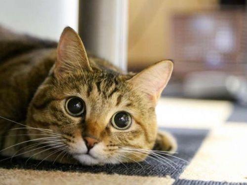 台灣家貓飼養數量激增！寵物醫療服務需求隨之上升