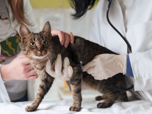 如何選擇適合的寵物醫院？守護毛小孩幸福的貼心主人必須知道！