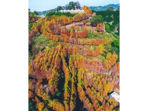 2024台中新田登山步道眺望「階梯式落羽松秘境」 一窺從未開放的夢想莊園