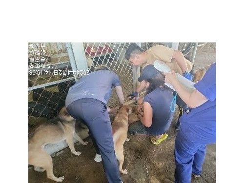 提升民間狗場飼養品質！苗栗縣輔導落實動物福利與防疫管理