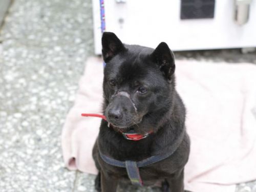 小黑犬脫險記：愛心救援開啟新生活，待有緣人迎接