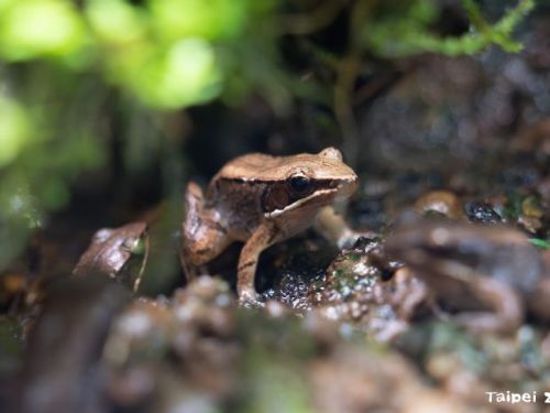 保護魚池琴蛙：守護這個獨特物種的努力與希望