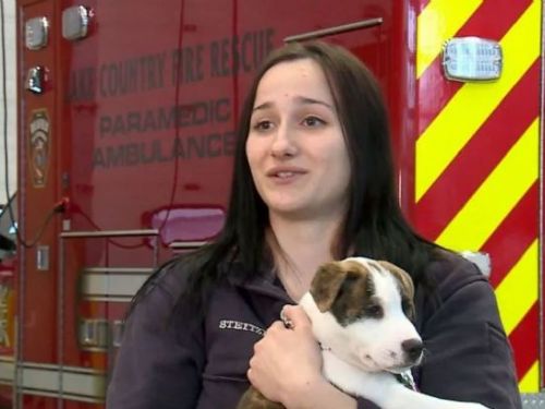 美國墜機事件中的流浪狗：幸運的逃生，幸福的新生活