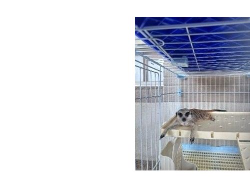 苗栗縣積極投入非犬貓動物救援，共同守護生命與環境