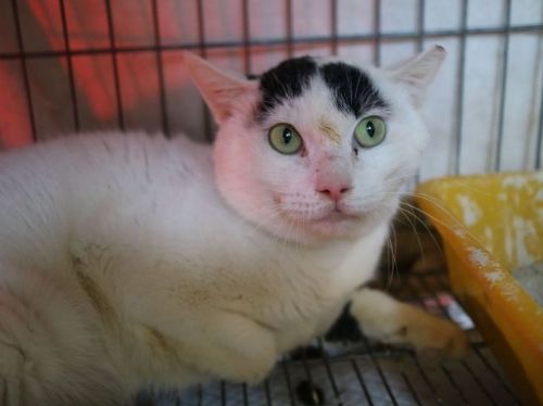 新店區流浪貓「吉利」康復後迎來溫暖家園，動保處全力救援