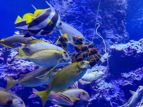 端午連假玩出新花樣！屏東海生館「海洋粽」上桌，鸚鵡明星陪你趣味過佳節