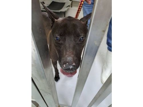 寵物銀行管理員疑似不當飼養事件調查說明