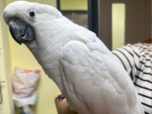 531世界鸚鵡日溫馨響應！新北市推動非犬貓寵物登記，守護每一份飛羽幸福