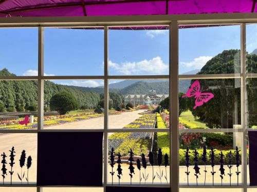 九族文化村薰衣草季開幕，上萬株紫色花海美不勝收！