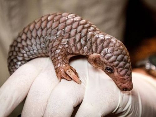 台灣穿山甲生寶寶了！　布拉格動物園喜迎「歐洲繁殖成功首例」