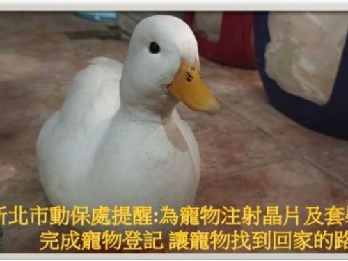 新北市動保處成功尋回走失的柯爾鴨，提醒飼主做好防護措施