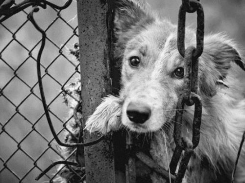 改善動物福祉  從修訂動物保護法開始