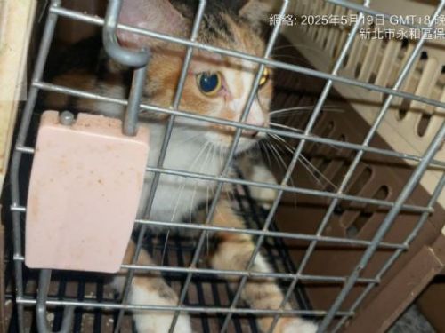 永和仁愛公園遭棄養23隻犬貓，新北動保處重罰55萬元並列黑名單