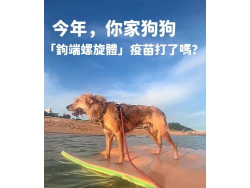 注意鉤端螺旋體病，防範感染，疫苗接種是關鍵