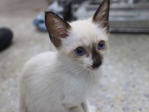 小貓哺哺戰勝病魔，迎接新生活，找到溫暖的家