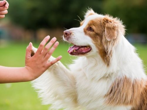 寵物經濟熱潮！教育毛孩不手軟，寵物訓練課程每小時千元起價
