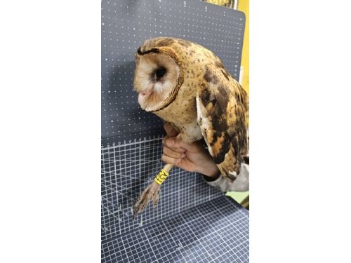 鹽埔鄉的小草鴞：一段成功的救援故事