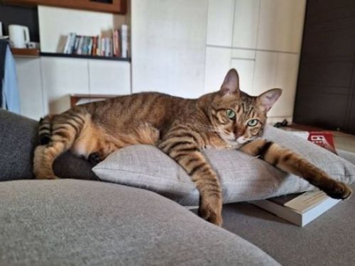 心愛外套被打洞！牙醫媽養4貓只能「量齒距追兇」結果讓她傻眼