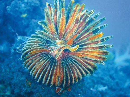 北部海域發現9種新動物，其中一種為國際保育對象