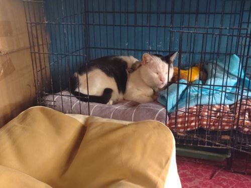 砸錢買新窩！乳牛貓安靜踩過「跑去睡鐵籠」媽氣：故意擺面前了