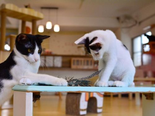 寵物友善創業潮，高雄夢想起飛