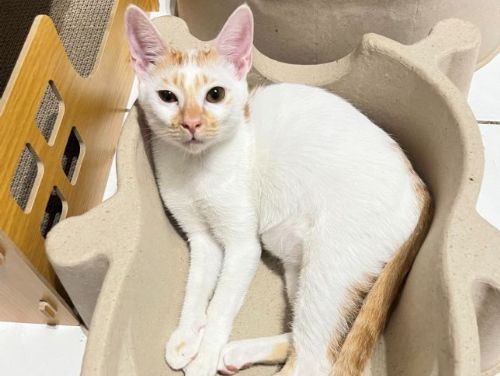 小橘白貓的幸福轉變：從受傷到找到溫暖的家