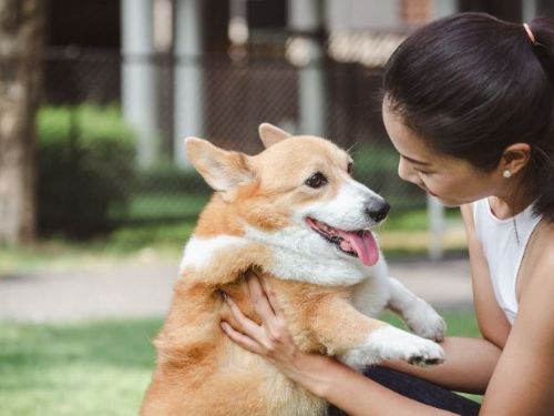 台灣人愛寵物勝於小孩」 外媒關注，估計2027年寵物數量將超越小孩，毛寵商機飆上兆元