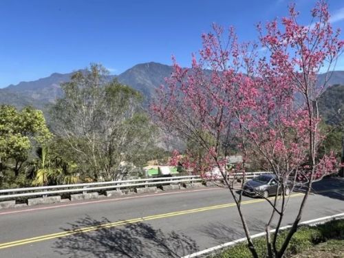 初三至初五春遊霧台賞櫻  交通疏導管制提前準備