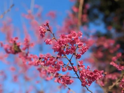 宜蘭櫻花年節盛況，蘭陽平原燈篙林道入口已開放八成