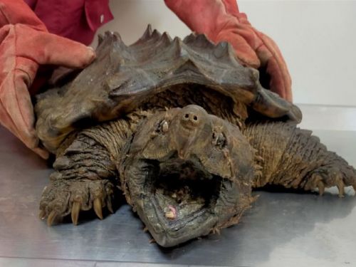 新北市動保處救援30公斤大鱷龜，呼籲民眾避免棄養