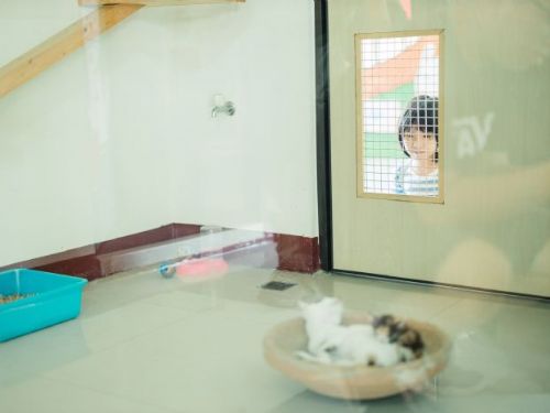 貓咪肉球日即將來臨！貓奴們的專屬慶祝活動不可錯過！